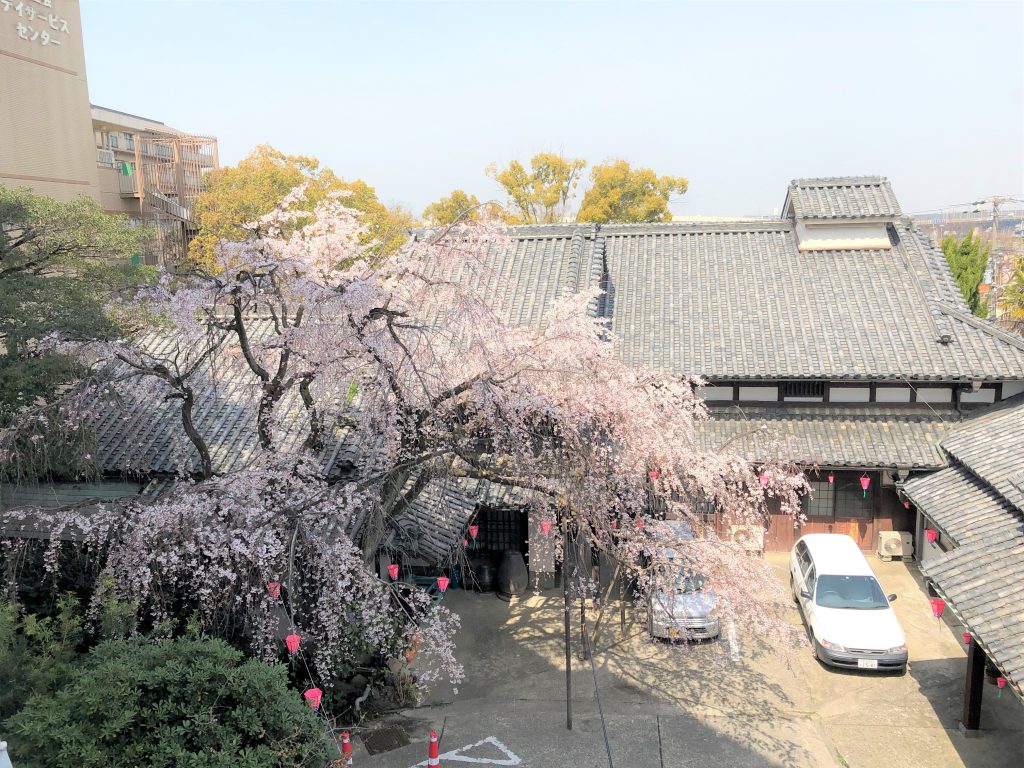 3階から桜満開