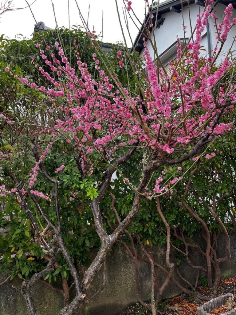居宅2月ブログ（梅を見ながら・・・）